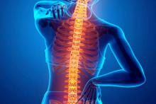 spine